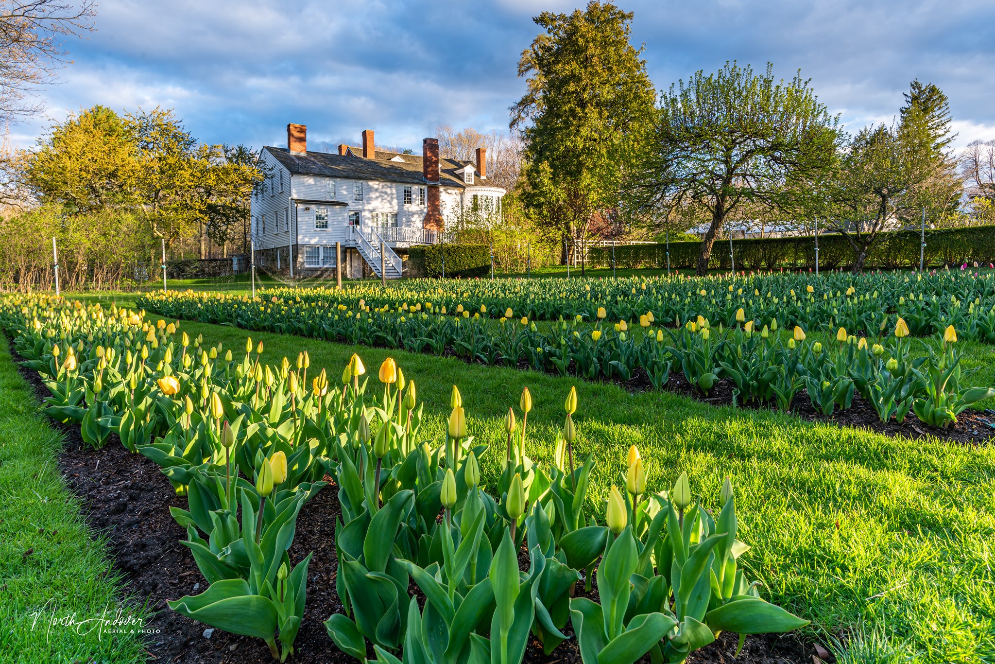 Stevens-Coolidge Gardens with tulips on display and house in background