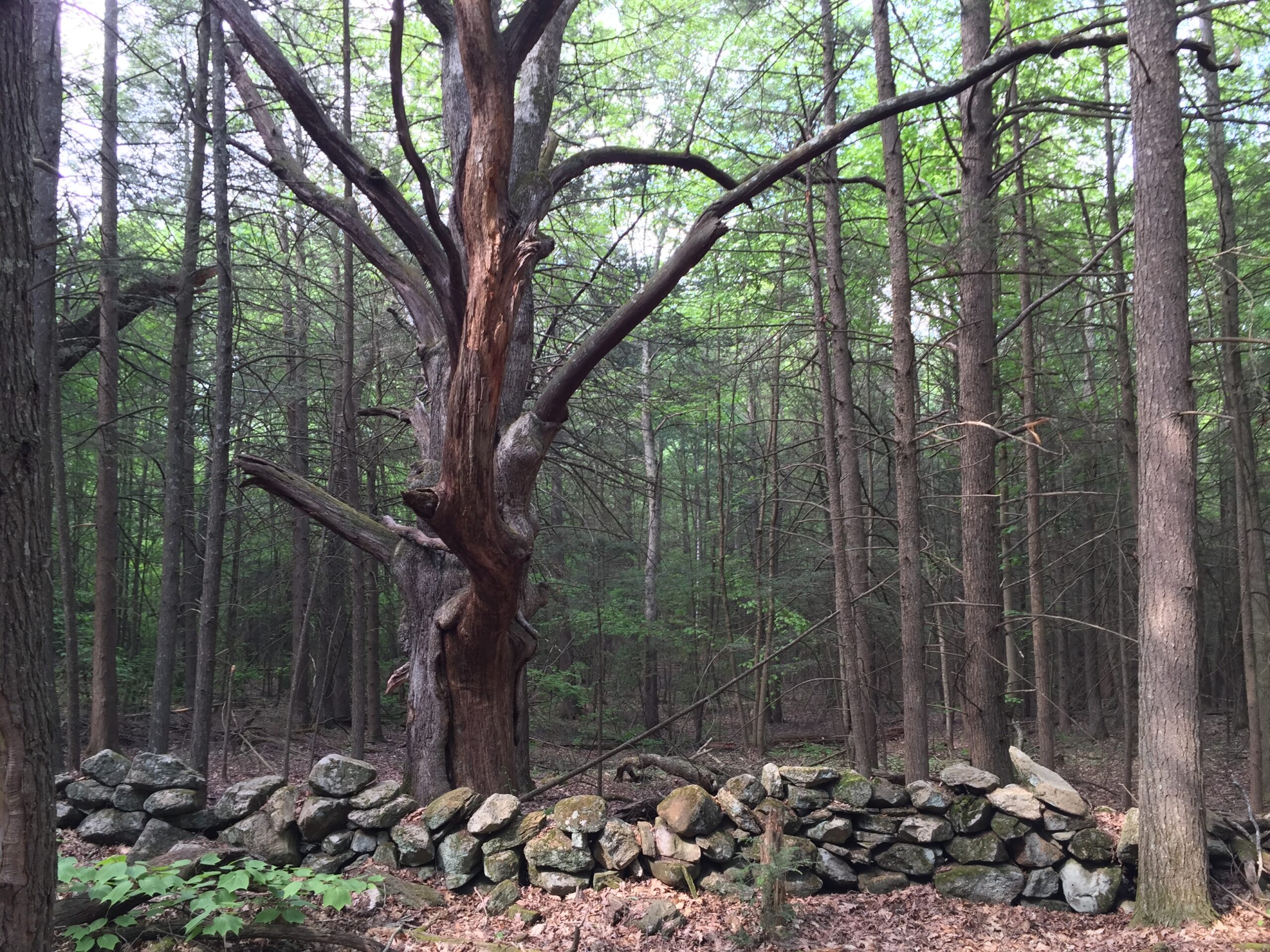 Quinebaug Woods