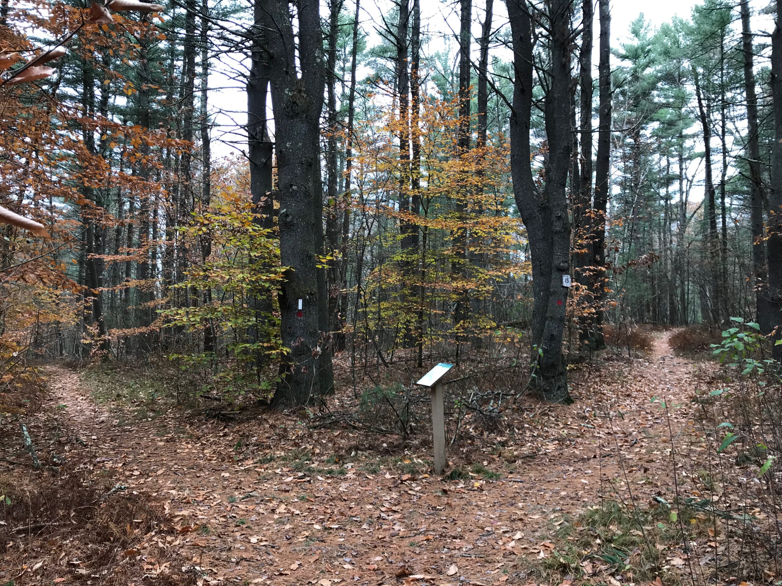 Late fall foliage along trail at Shattuck Reservation