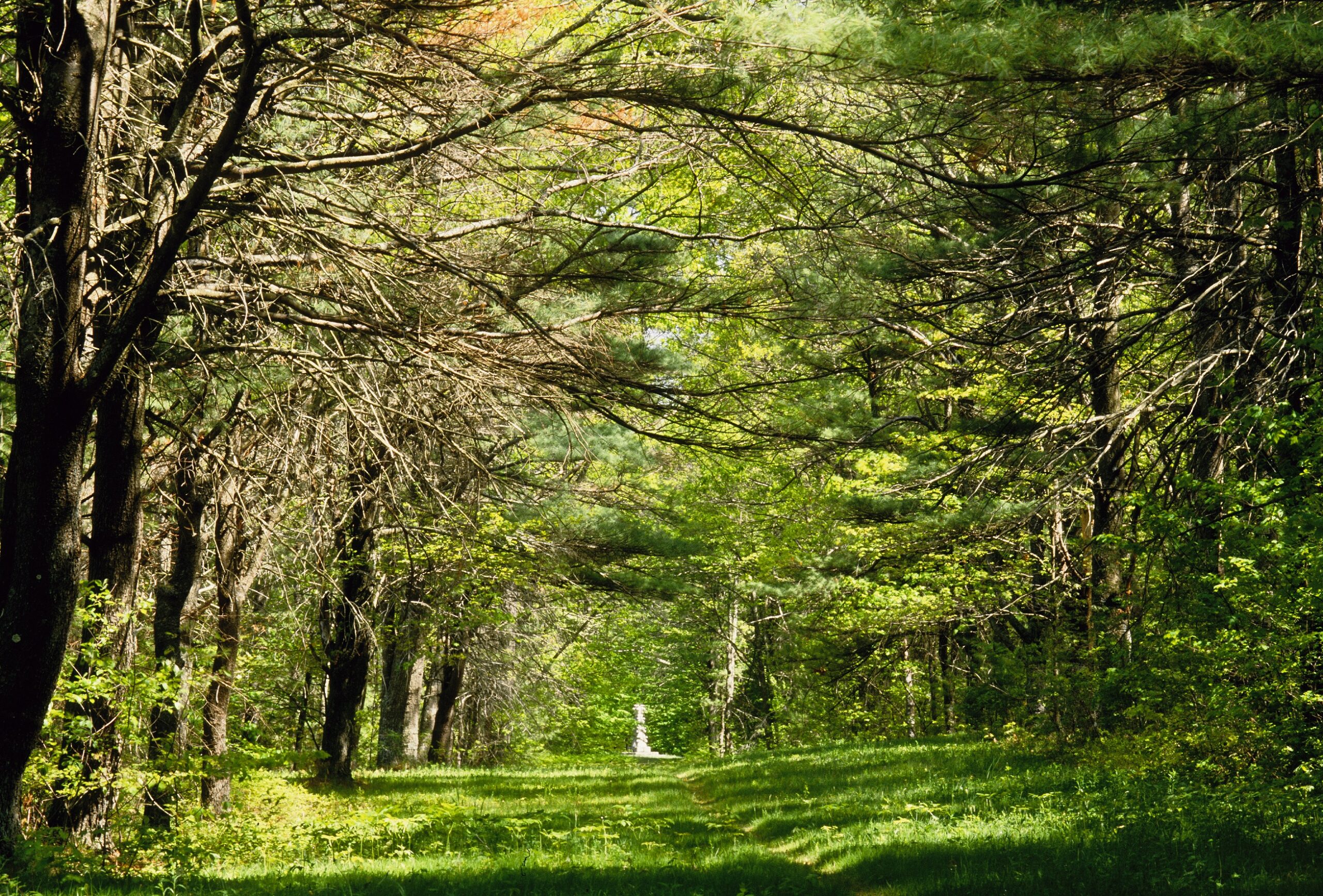 Canopy of trees