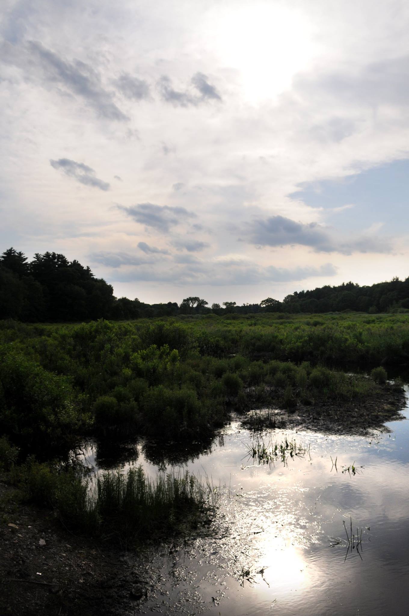 Bridge Island Meadows