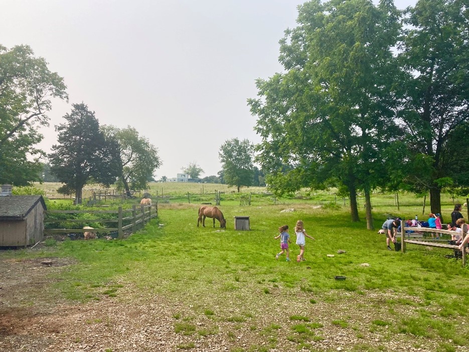 At the bottom of the chute, I will reach the barnyard. If I haven't signed up for a program, I may look at the animals from outside the fence. If the barnyard gate is open and a staff member greets me, I may enter the barnyard.