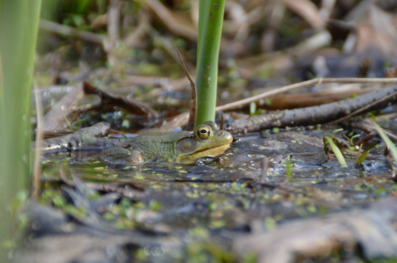 Frog in Water